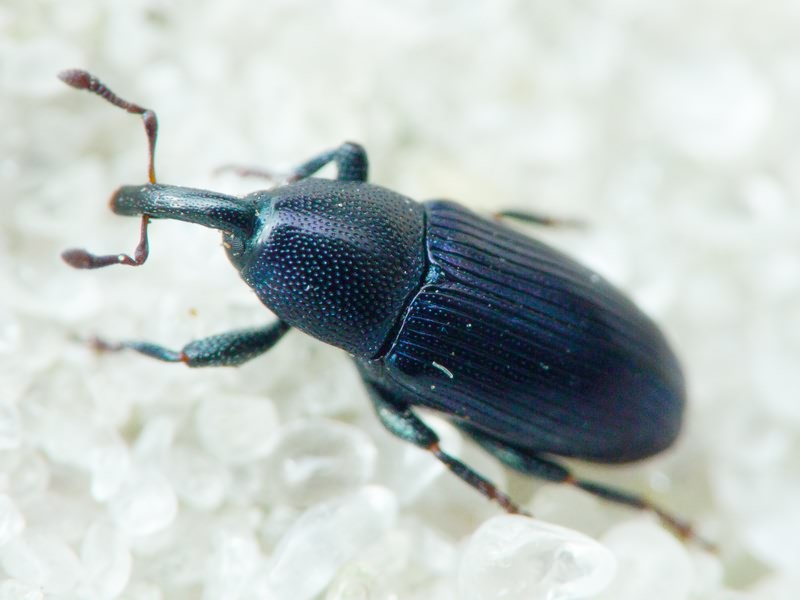 Aulacobaris picicornis (Marsham, 1802)